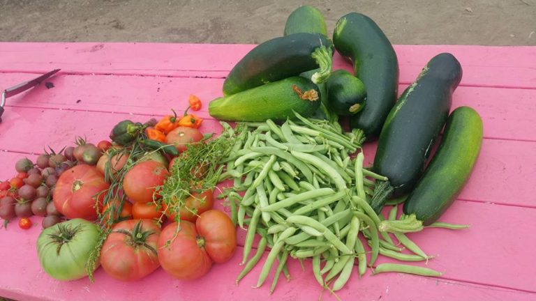 Harvest Harvest