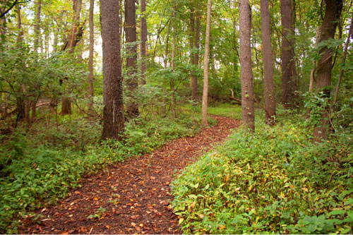 Path in the WCC Pine Woods