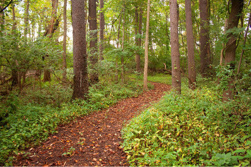 Path in the WCC Pine Woods Path in the WCC Pine Woods