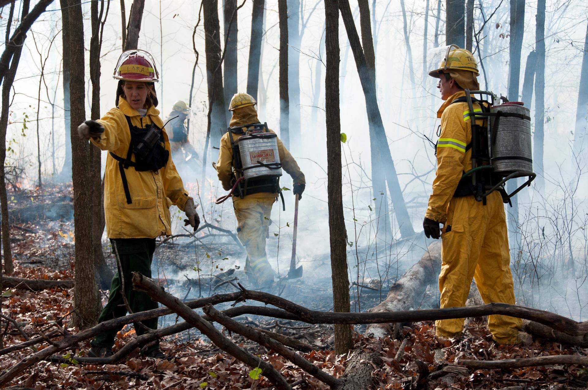 Prescribed burn in the woods