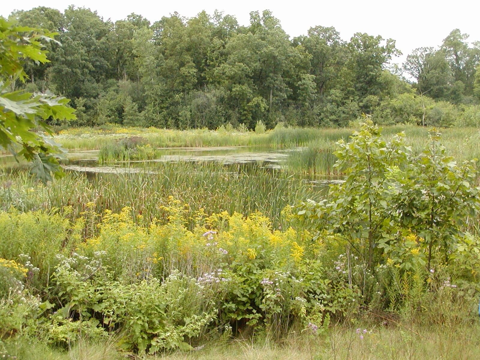 Native plants around retention pond