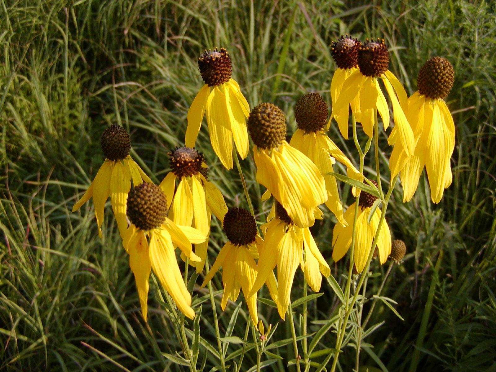 Coneflowers