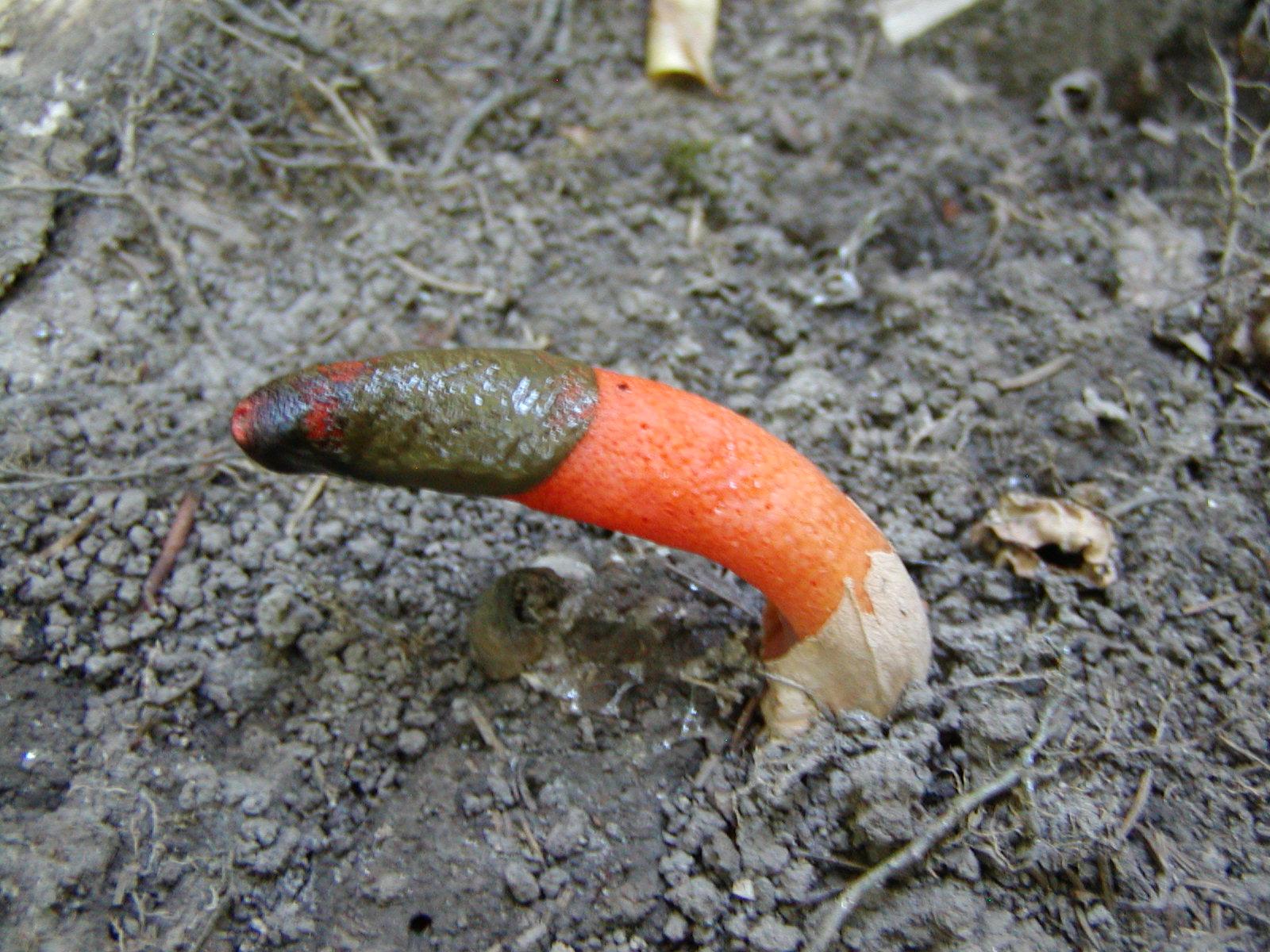 Elegant Stinkhorn, Devil's Dipstick, Devil's Horn, Stinkpot, Dog Penis Fungus (Mutinus elegans)