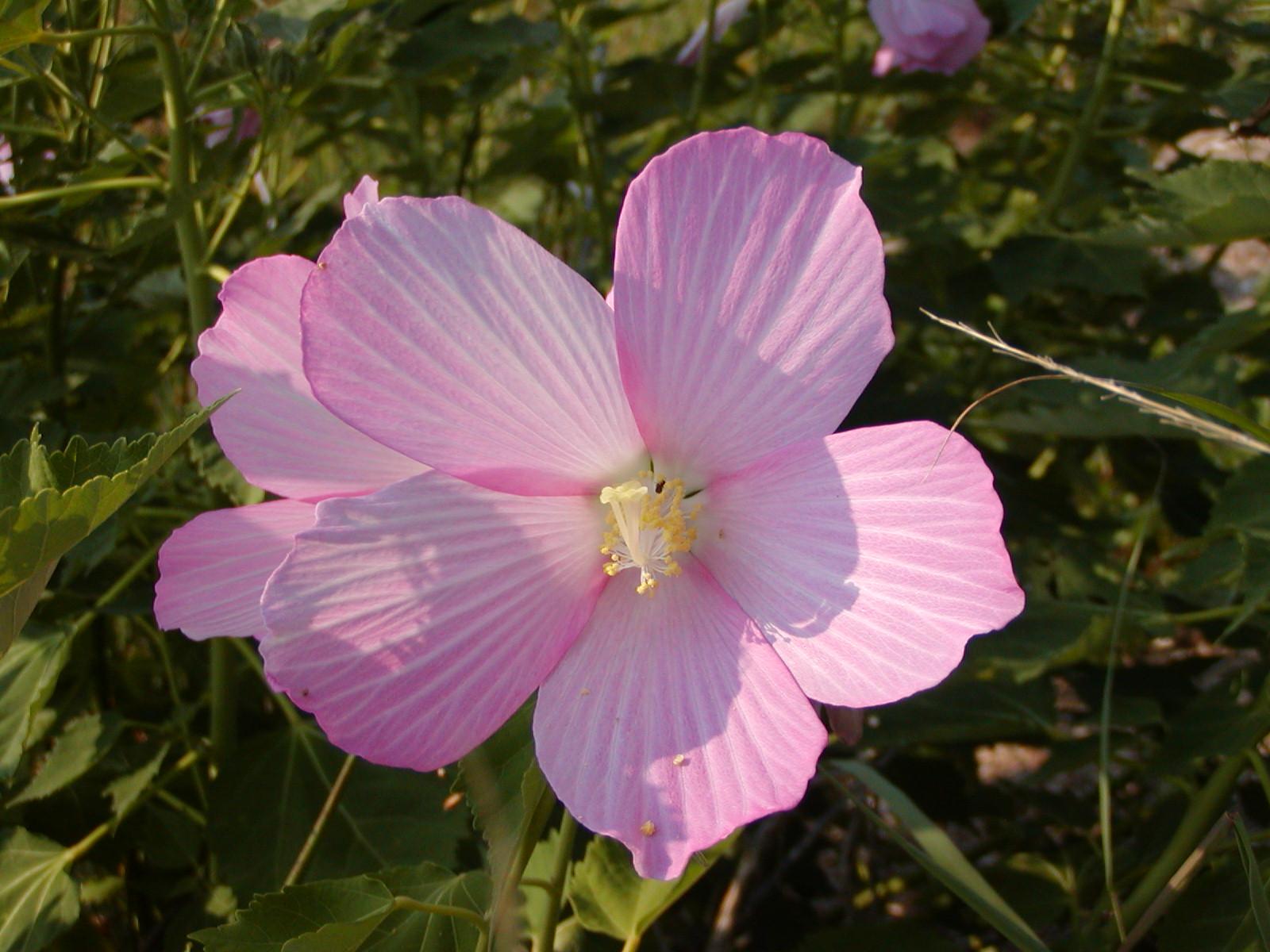 Swamp Rose Mallow or Wild Cotton (Hibiscus moscheutos)
