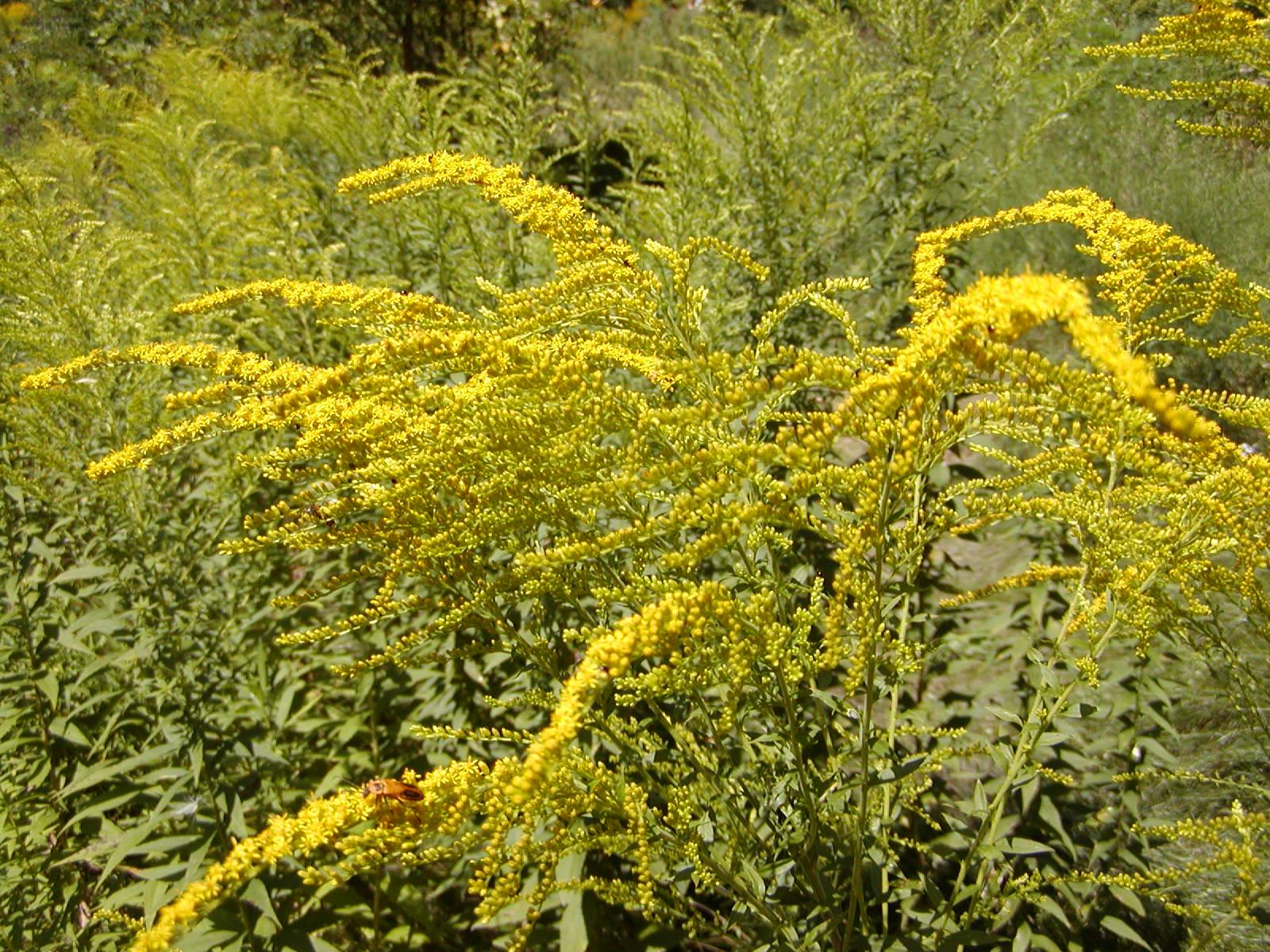 Goldenrod