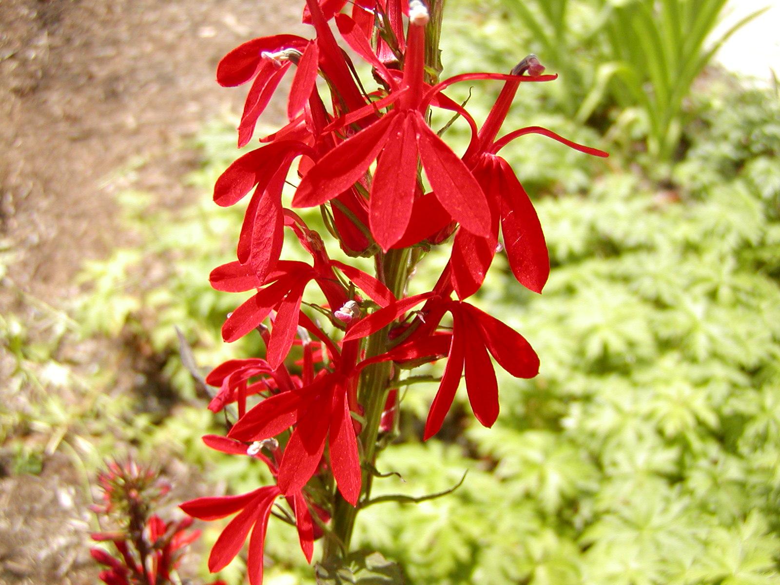 Cardinal Flower