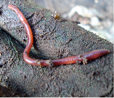 Red Wiggler (Eisenia Fetida)