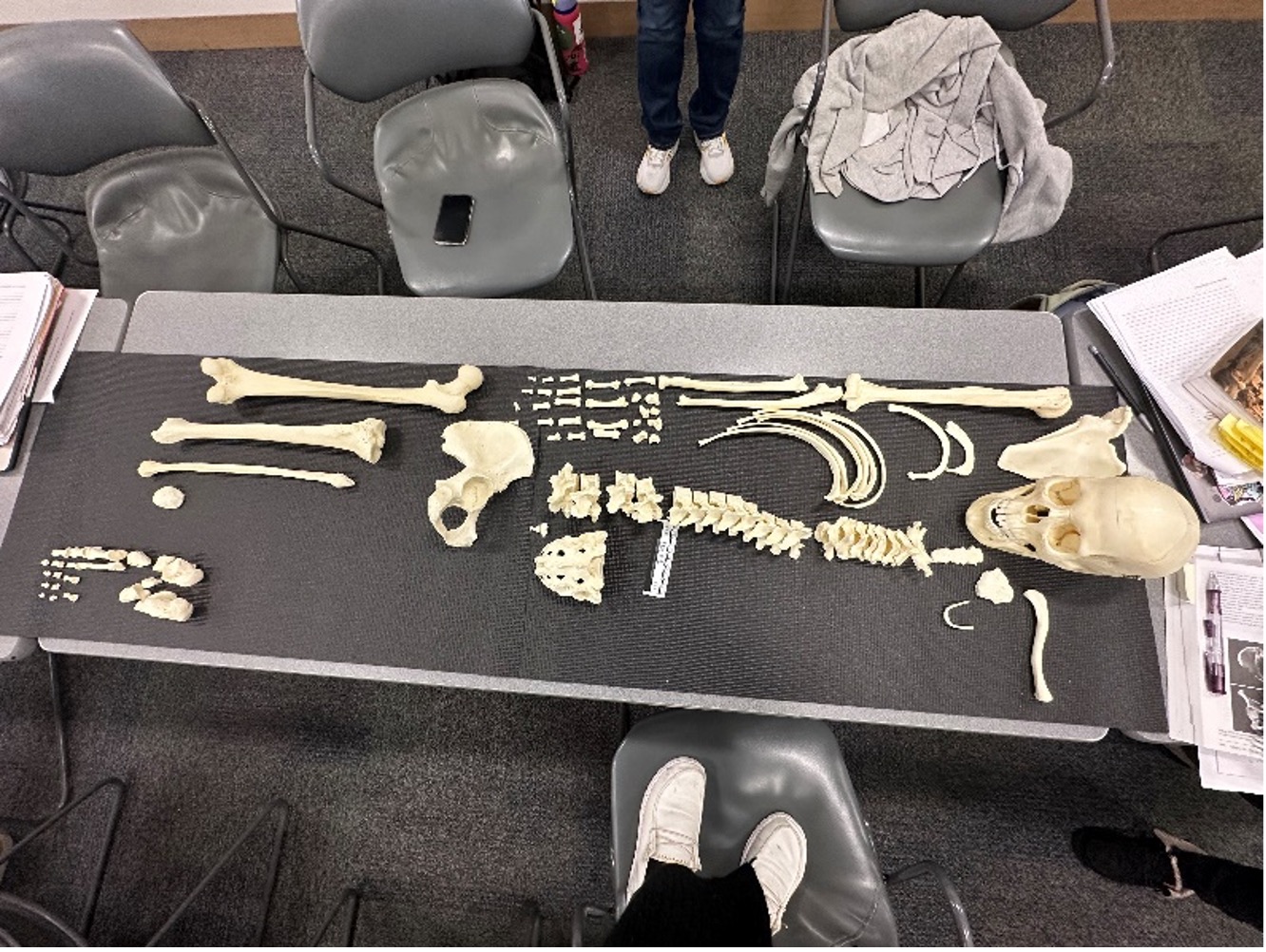 skeletal remains