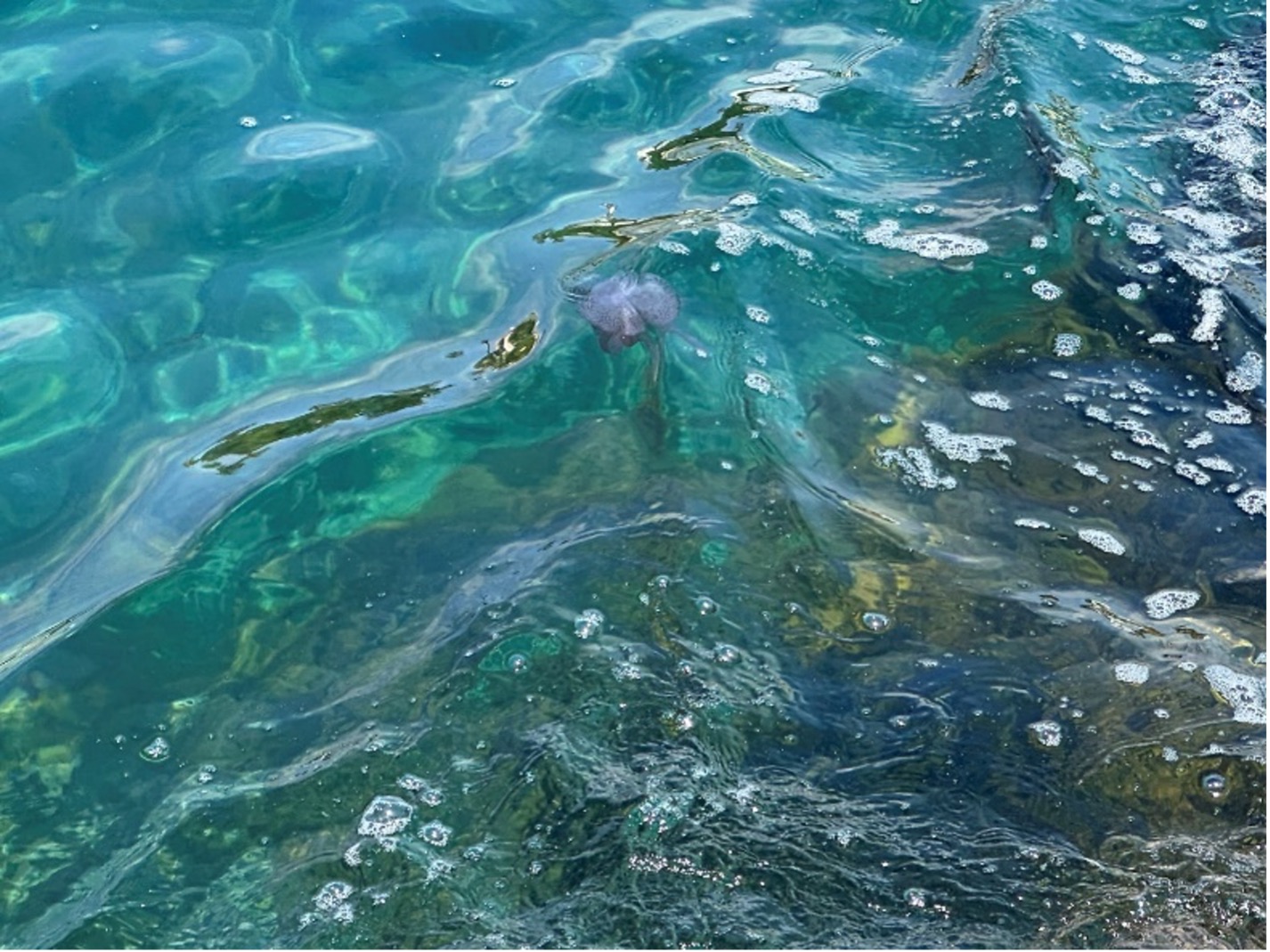 jellyfish