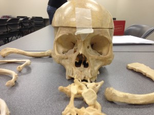 This is an anterior view of the skull of one of the skeletons we put together in class. These bones are real.
