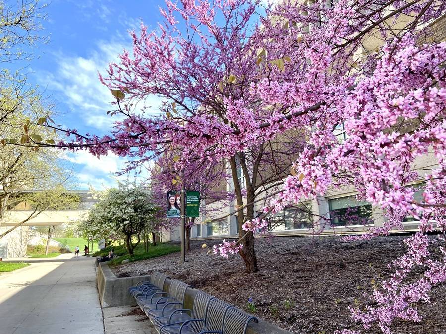 WCC campus in spring