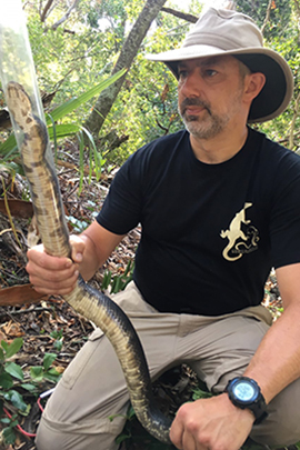 WCC biology instructor David Wooten is shown "tubing" a Florida cottonmouth snake on Seahorse Key Island. The technique allows researchers to safely take tissue samples, insert ID tags and monitor the health of the venomous reptiles.