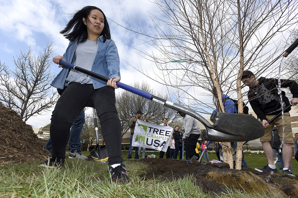 WCC student Dinh Luu helps to plant a river birch tree on campus during an Urban Trees Day event on April 12. | Photo by Lon Horwedel